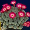 Sulcorebutia_raushii_1